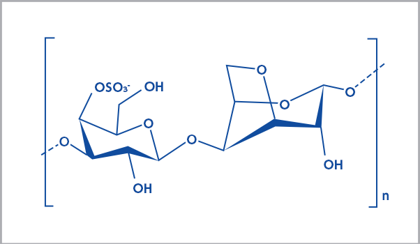 κ（カッパ）型
